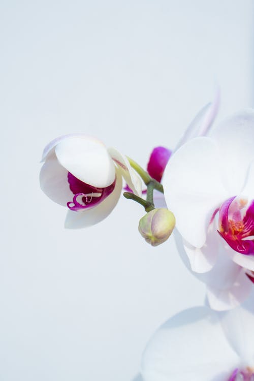 Orchid flowers in a vase against a white background