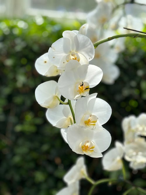 White Orchid 2
