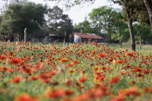 Kostnadsfri bild av blad, blomma, bondgård