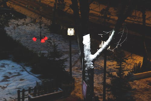 나무 근처에 빨간색과 검은 색 교수형 램프