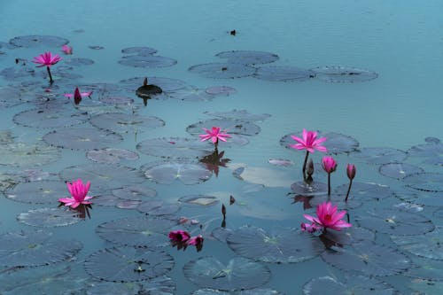 Roze Lotusbloemen