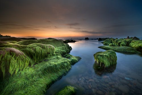 View of River With Rock Covered With Green Moss