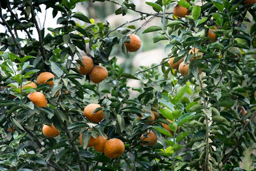 Free Orange Fruit Tree Stock Photo