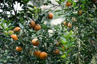 Nagpur orange fruit tree