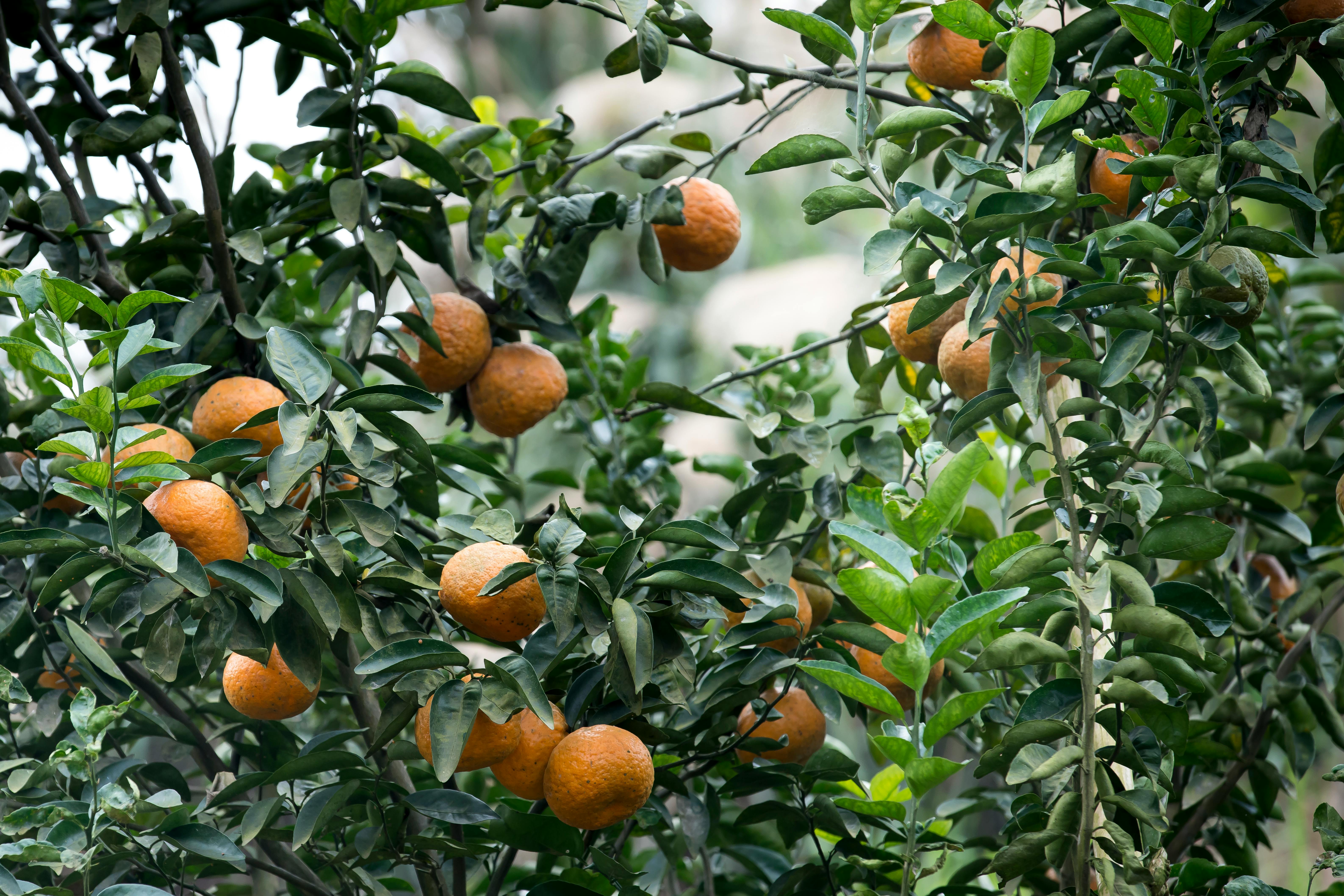 images of orange trees
