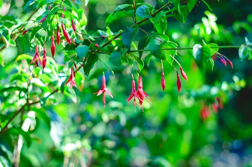 Free Fuchsia flowers in the garden Stock Photo