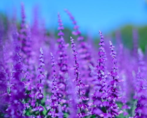 Purple flowers in a field with blue sky