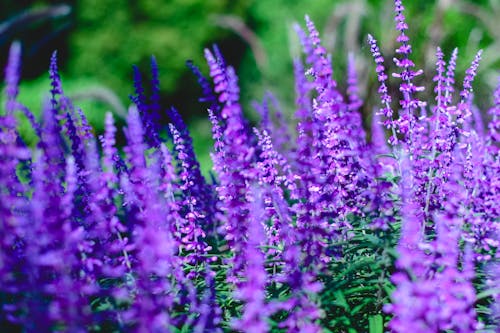 Fotobanka s bezplatnými fotkami na tému hracie pole, mexický bush sage, pestovanie