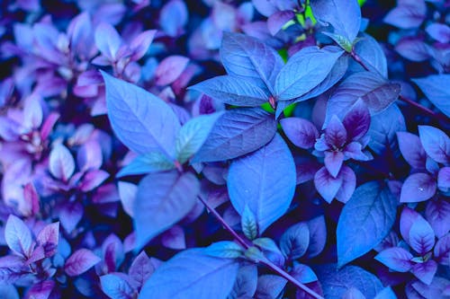 Purple leaves and flowers in a garden