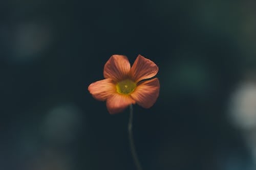 Fotobanka s bezplatnými fotkami na tému jasný, jemný, kvitnutie