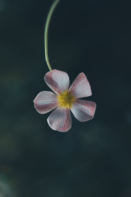 A small pink flower is hanging from a string