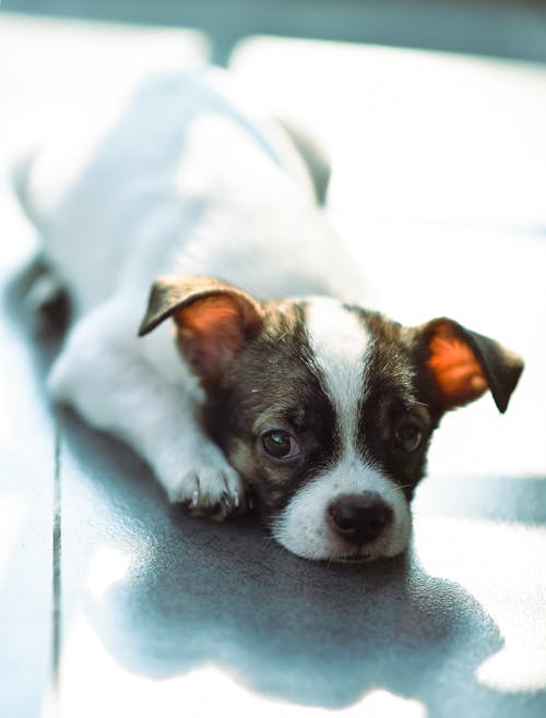 Puppy Lying Down on Floor