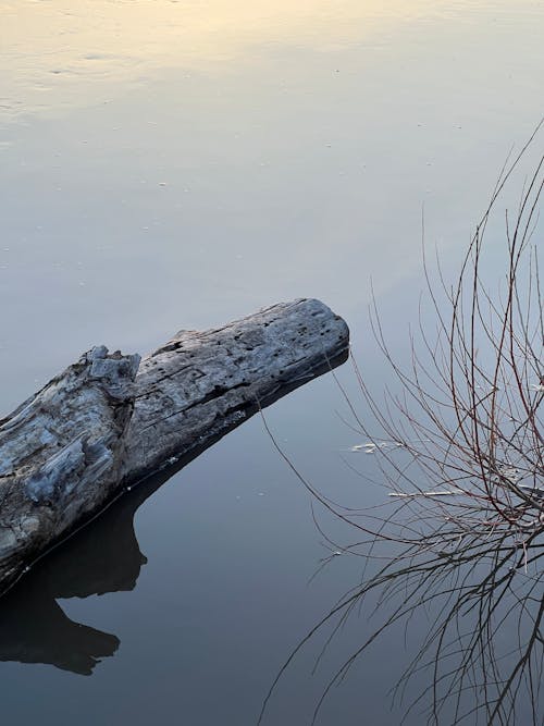 A log floating in the water with a tree branch