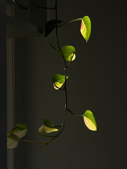 A plant with green leaves hanging from a window
