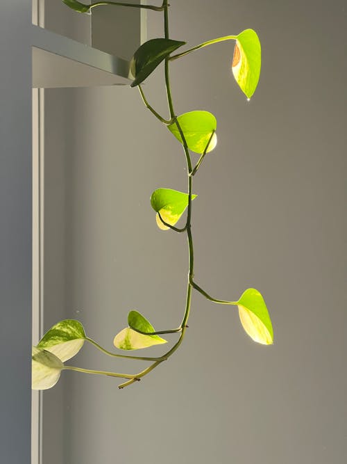 A plant with green leaves hanging from a shelf