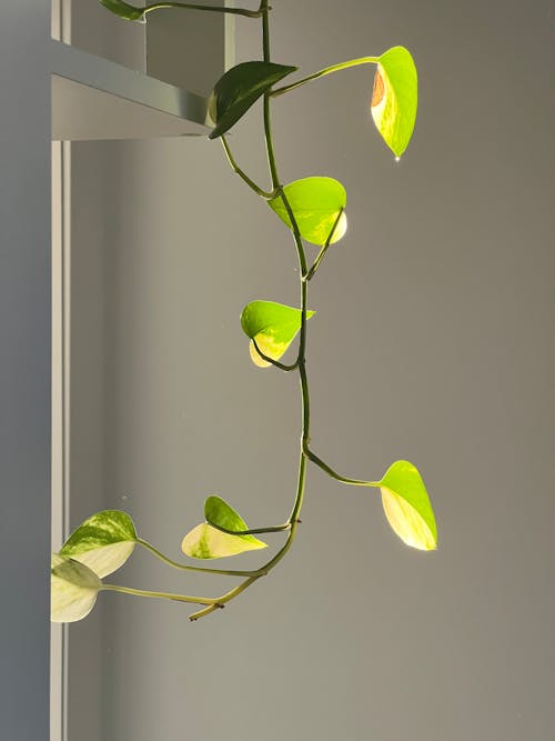 Free A plant with green leaves hanging from a shelf Stock Photo