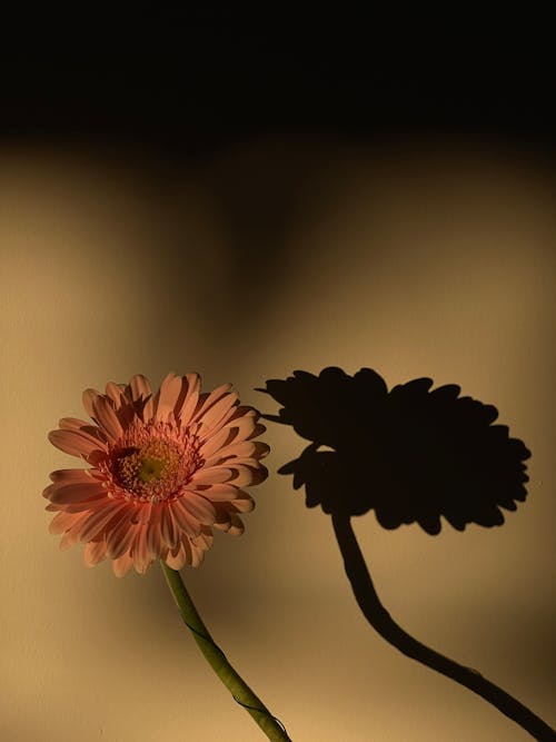 A flower with a shadow of a person