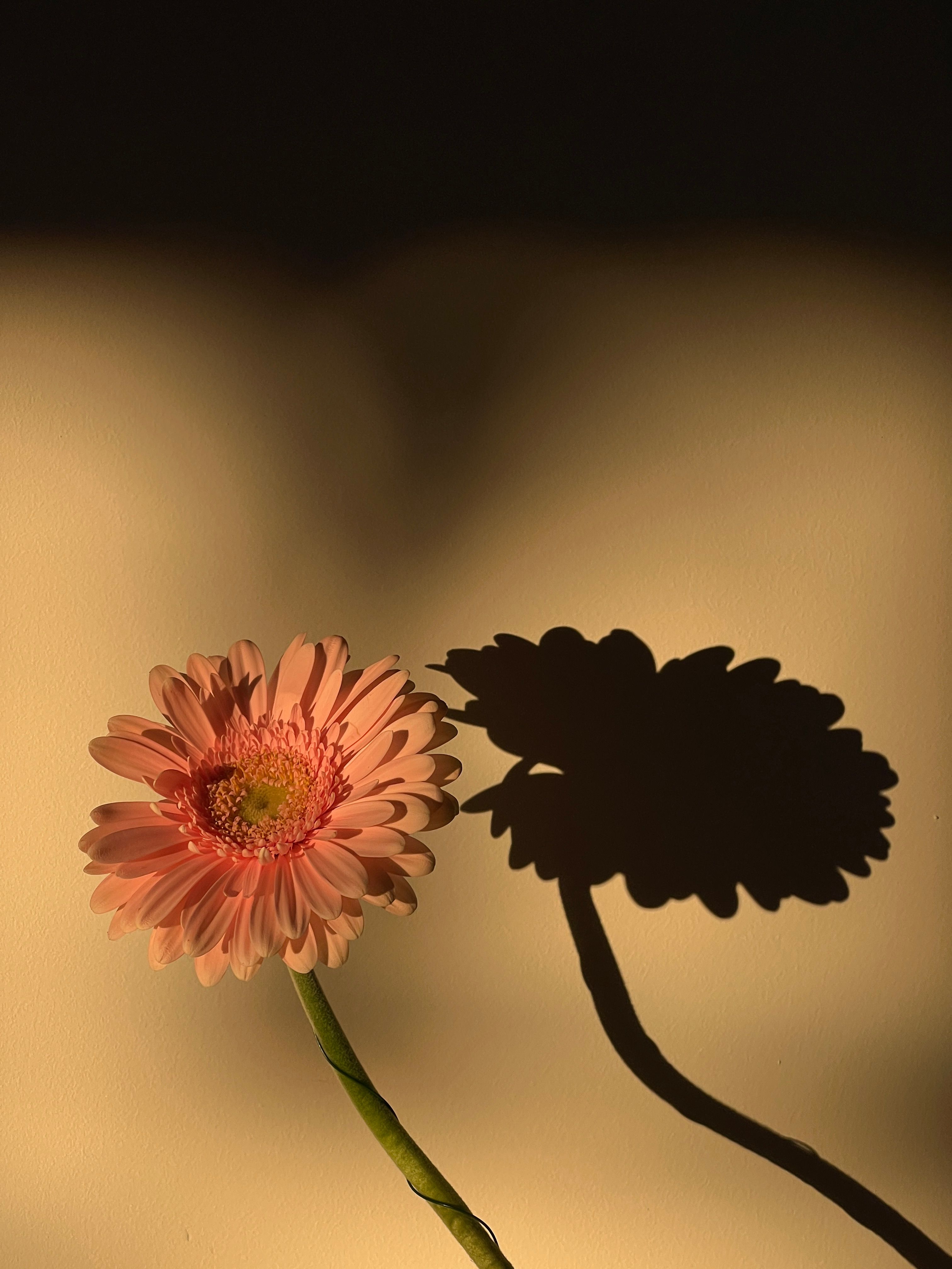 Close-up of a Pink Flower and its Shadow · Free Stock Photo
