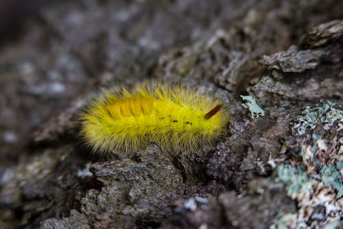 Free Yellow Tussock Moth Caterpillar on Black Rock Close Up Photography Stock Photo