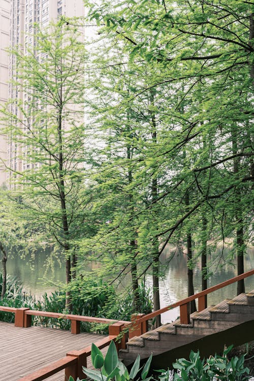 A wooden walkway with trees and water in the background