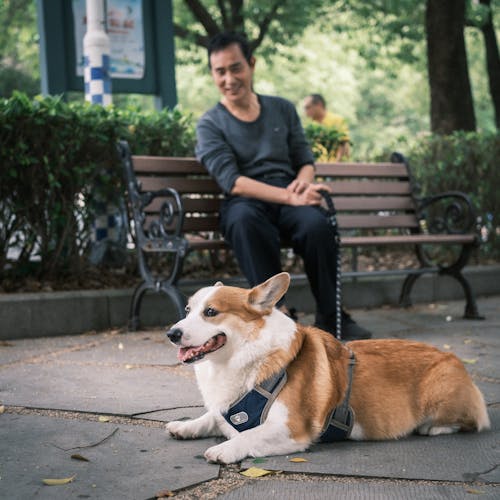 Foto stok gratis anjing, belum tua, binatang