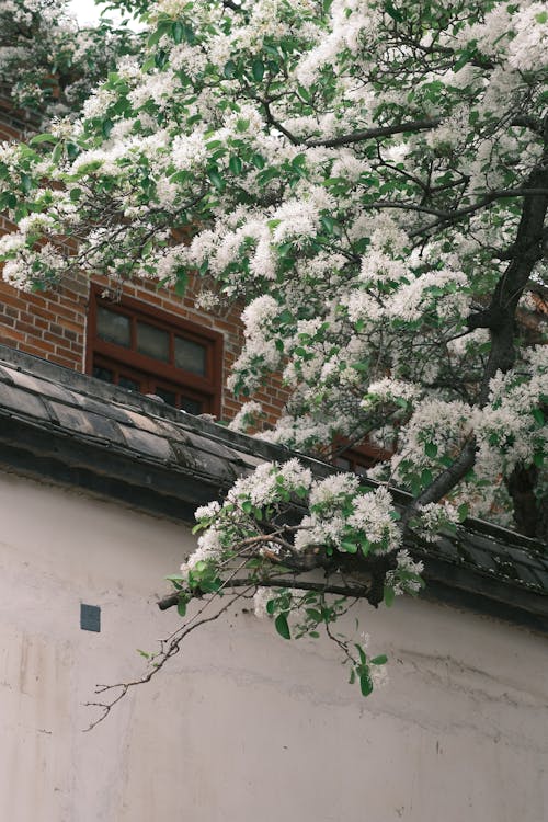 Gratis lagerfoto af blomster, facade, facader