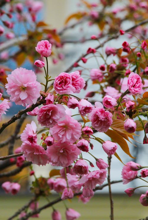 A pink cherry blossom tree with green leaves