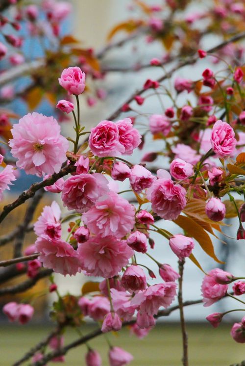 Free Beautiful cherry blossoms in full bloom, capturing nature's vibrant spring beauty. Stock Photo