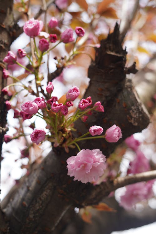 Free A close up of pink flowers on a tree Stock Photo