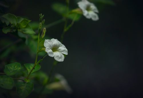 Free White Flower Stock Photo