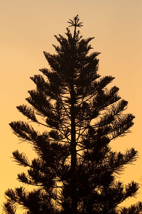 Free Tree in golden sky Stock Photo