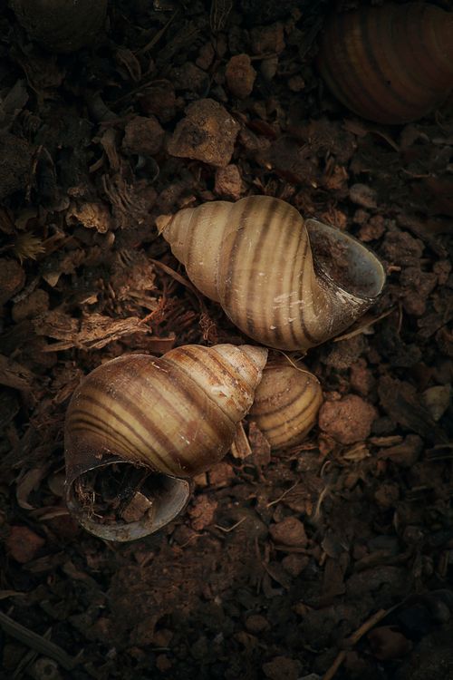 Free Shankha Stock Photo