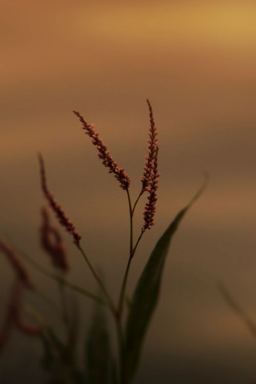 Free Flower Stock Photo