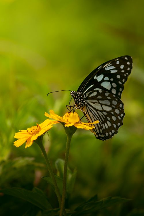 Free A close-up of a black and white butterfly on a vibrant yellow flower in lush greenery. Stock Photo