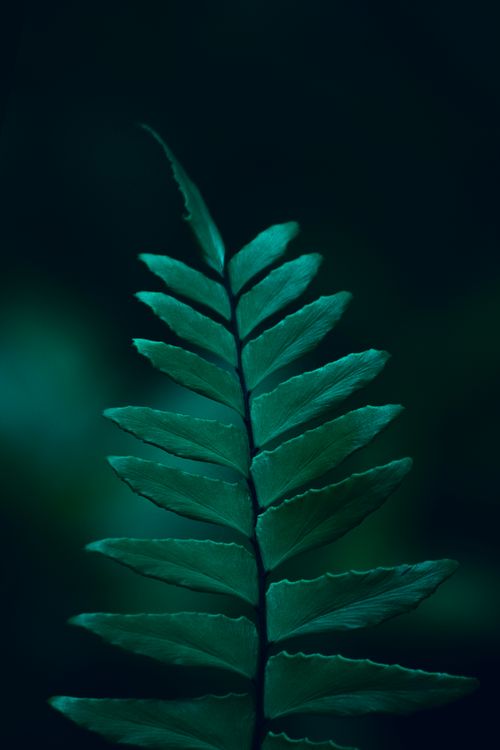 Free Vivid green fern leaf with dark contrasting background, highlighting natural beauty. Stock Photo