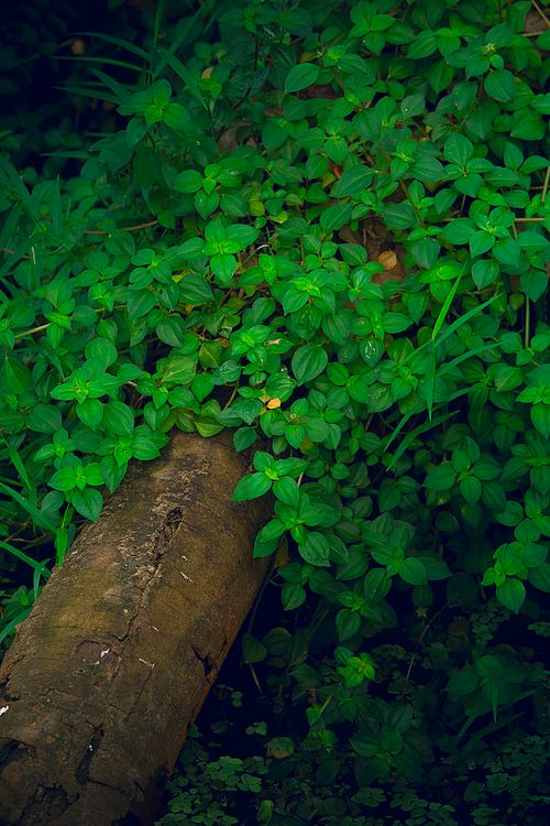 Free Nature Stock Photo