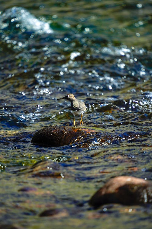 Spotted Sandpiper at waters surface