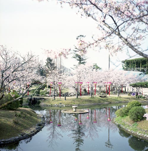 Sakura Reflections