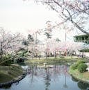 Cherry Trees in Spring Blossom in Japan