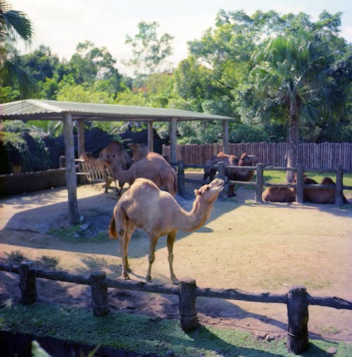 Безкоштовне стокове фото на тему «120 фільмів, верблюд, зоопарк»