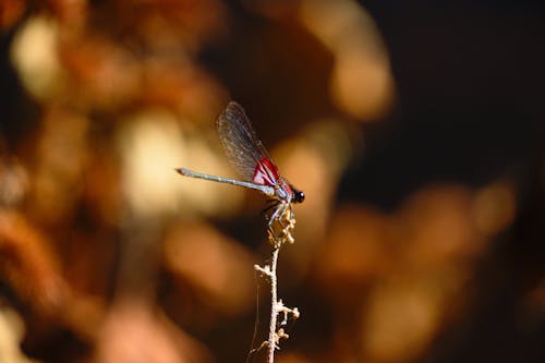 American Rubyspot Dragonfly