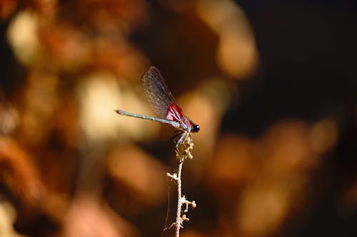 Free American Rubyspot Dragonfly Stock Photo