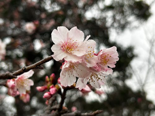 Free cherry blossoms Stock Photo