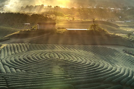 Aerial view of sunrise illuminating lush tea plantations with picturesque patterns and vibrant greenery.