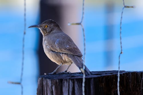 Foto profissional grátis de ave, fechar-se, fotografia animal