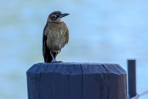 オオウミガラス, とまる, 動物の写真の無料の写真素材