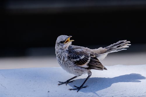Foto profissional grátis de ave, fechar-se, fotografia animal