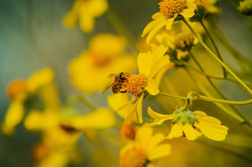 꽃가루, 노란 꽃, 동물 사진의 무료 스톡 사진