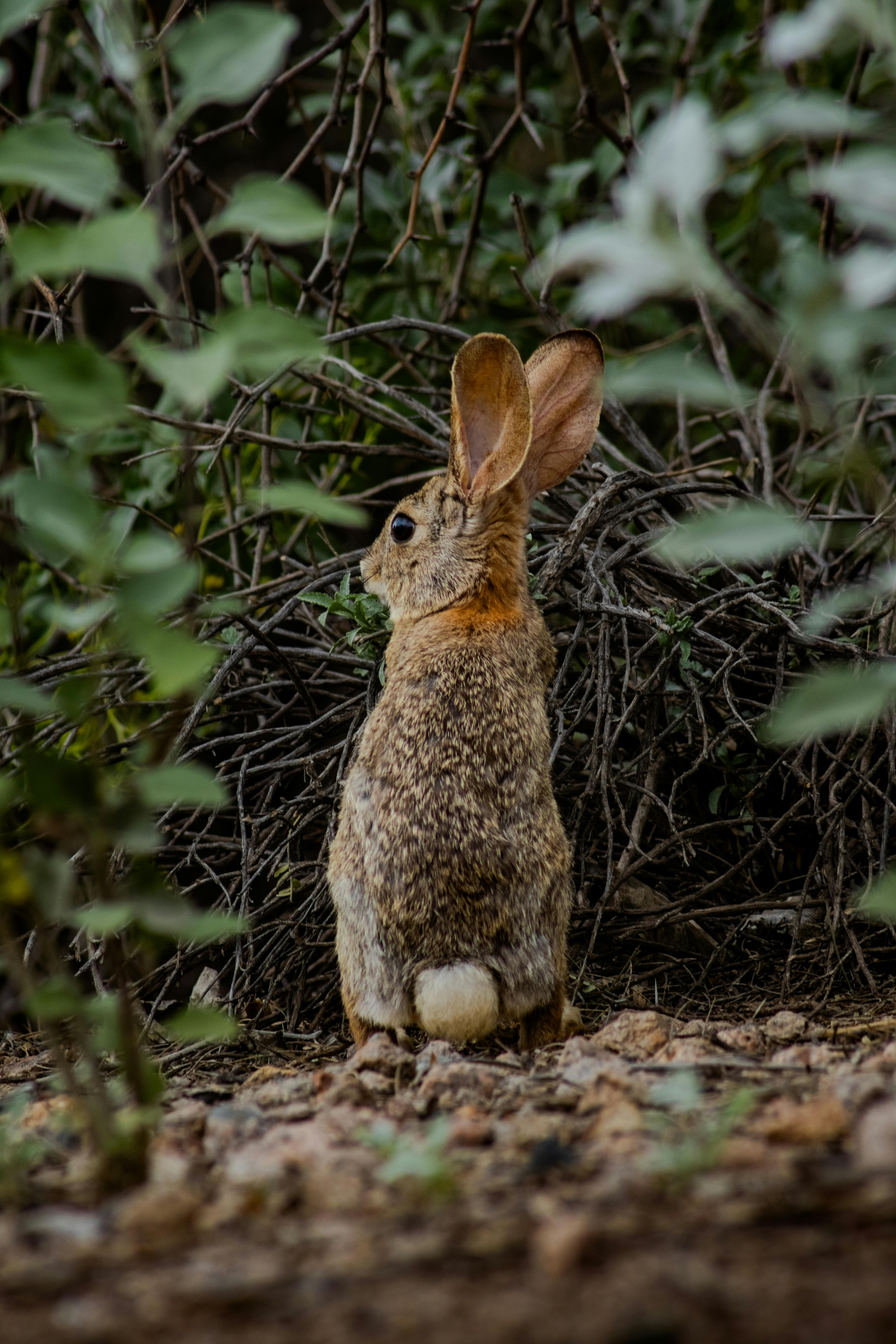 bunny in shrubs