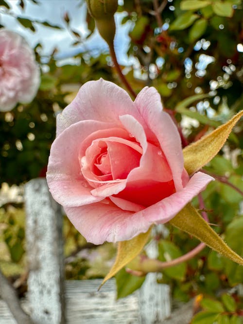 açan çiçekler, açık pembe, bahar içeren Ücretsiz stok fotoğraf